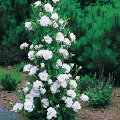 Willemse France - Collection de 4 rosiers arbustes : shalom, korbin, westerland, handel - le paquet de 4 racines nues / 3+ branches Sale