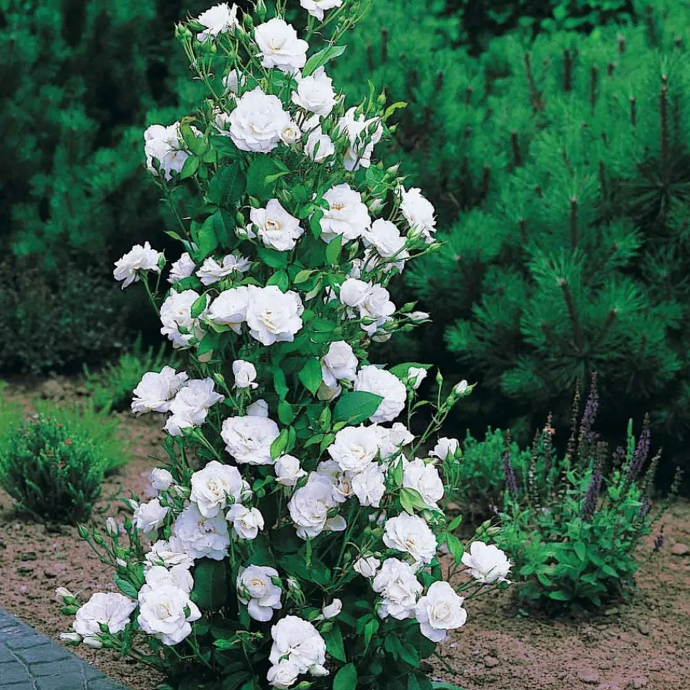 Willemse France - Collection de 4 rosiers arbustes : shalom, korbin, westerland, handel - le paquet de 4 racines nues / 3+ branches Sale