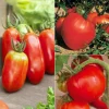 Willemse France - Collection de tomates savoureuses - les 3 sachets / ±1100 graines Hot