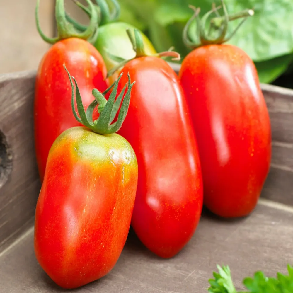 Willemse France - Collection de tomates savoureuses - les 3 sachets / ±1100 graines Hot
