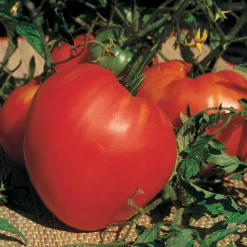 Willemse France - Collection de tomates savoureuses - les 3 sachets / ±1100 graines Hot