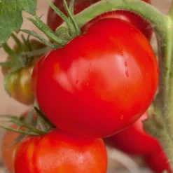 Willemse France - Collection de tomates savoureuses - les 3 sachets / ±1100 graines Hot