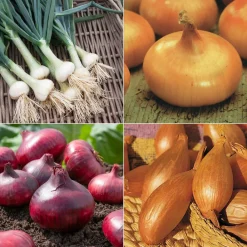 Willemse France Graines De Légumes Et Aromatiques | - Collection d'oignons : hâtif paris, vertus, brunswick, zebrune - les 4 sachets / ±3105 graines