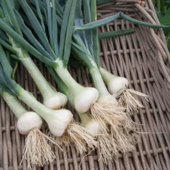 Willemse France Graines De Légumes Et Aromatiques | - Collection d'oignons : hâtif paris, vertus, brunswick, zebrune - les 4 sachets / ±3105 graines