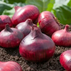 Willemse France Graines De Légumes Et Aromatiques | - Collection d'oignons : hâtif paris, vertus, brunswick, zebrune - les 4 sachets / ±3105 graines