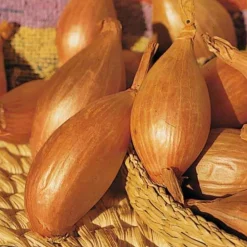 Willemse France Graines De Légumes Et Aromatiques | - Collection d'oignons : hâtif paris, vertus, brunswick, zebrune - les 4 sachets / ±3105 graines