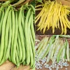 Willemse France Graines De Légumes Et Aromatiques | - Collection d'haricots - les 3 sachets / 100g chacun / ±210 graines