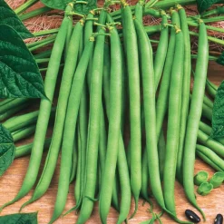 Willemse France Graines De Légumes Et Aromatiques | - Collection d'haricots - les 3 sachets / 100g chacun / ±210 graines