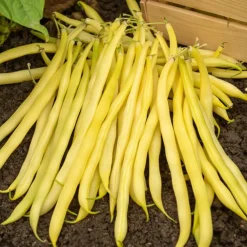 Willemse France Graines De Légumes Et Aromatiques | - Collection d'haricots - les 3 sachets / 100g chacun / ±210 graines