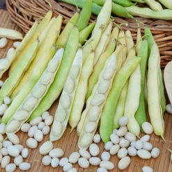 Willemse France Graines De Légumes Et Aromatiques | - Collection d'haricots - les 3 sachets / 100g chacun / ±210 graines