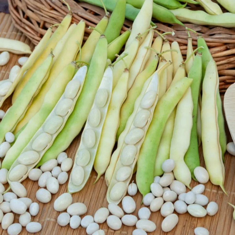 Willemse France Graines De Légumes Et Aromatiques | - Collection d'haricots - les 3 sachets / 100g chacun / ±210 graines