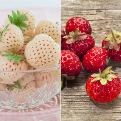 Willemse France - Collection de 4 fraisiers originaux - les 4 pots / ø 9cm / hauteur livrée environ 9cm Clearance