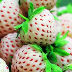 Willemse France - Collection de 4 fraisiers originaux - les 4 pots / ø 9cm / hauteur livrée environ 9cm Clearance