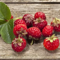 Willemse France - Collection de 4 fraisiers originaux - les 4 pots / ø 9cm / hauteur livrée environ 9cm Clearance
