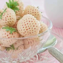 Willemse France - Collection de 4 fraisiers originaux - les 4 pots / ø 9cm / hauteur livrée environ 9cm Clearance