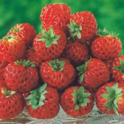Willemse France - Collection de 4 fraisiers originaux - les 4 pots / ø 9cm / hauteur livrée environ 9cm Clearance