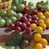 Willemse France Fruitiers Et Agrumes | - Collection de 4 groseilliers à maquereaux - le paquet de 4 racines nues / 2-3 branches