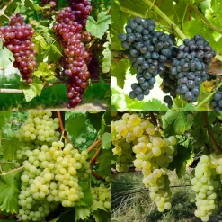 Willemse France - Collection de 4 vignes - les 4 mottes de 2 ans New