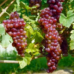 Willemse France - Collection de 4 vignes - les 4 mottes de 2 ans New