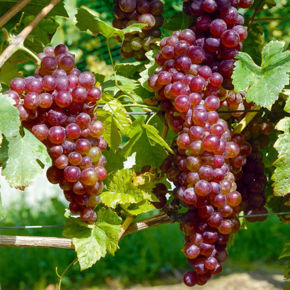 Willemse France - Collection de 4 vignes - les 4 mottes de 2 ans New