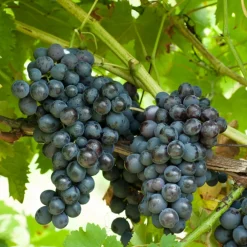 Willemse France - Collection de 4 vignes - les 4 mottes de 2 ans New