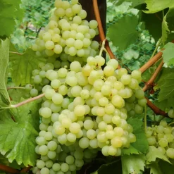 Willemse France - Collection de 4 vignes - les 4 mottes de 2 ans New
