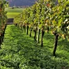 Willemse France Fruitiers Et Agrumes | - Collection de 3 viticoles : vitis vinifera pinot, merlot, chardonnay - les 3 mottes / hauteur livrée 20-40cm