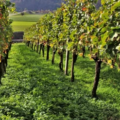Willemse France Fruitiers Et Agrumes | - Collection de 3 viticoles : vitis vinifera pinot, merlot, chardonnay - les 3 mottes / hauteur livrée 20-40cm
