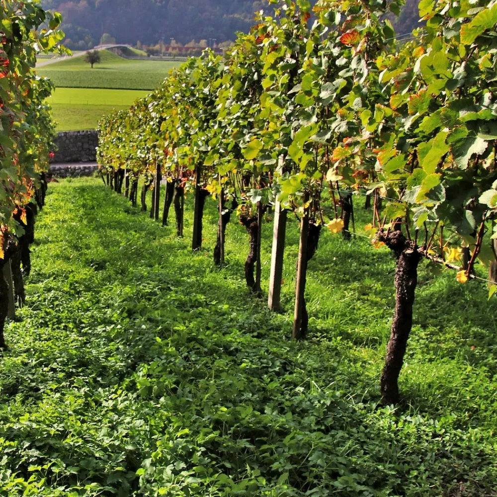 Willemse France Fruitiers Et Agrumes | - Collection de 3 viticoles : vitis vinifera pinot, merlot, chardonnay - les 3 mottes / hauteur livrée 20-40cm