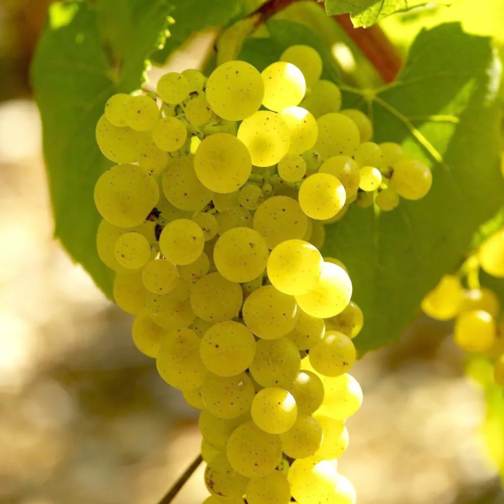 Willemse France Fruitiers Et Agrumes | - Collection de 3 viticoles : vitis vinifera pinot, merlot, chardonnay - les 3 mottes / hauteur livrée 20-40cm