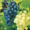 Willemse France Fruitiers Et Agrumes | - Collection de 2 vignes : muscat de hambourg et chasselas de fontainebleau - les 2 mottes de 2 ans / hauteur livrée 30-40cm