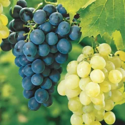 Willemse France Fruitiers Et Agrumes | - Collection de 2 vignes : muscat de hambourg et chasselas de fontainebleau - les 2 mottes de 2 ans / hauteur livrée 30-40cm