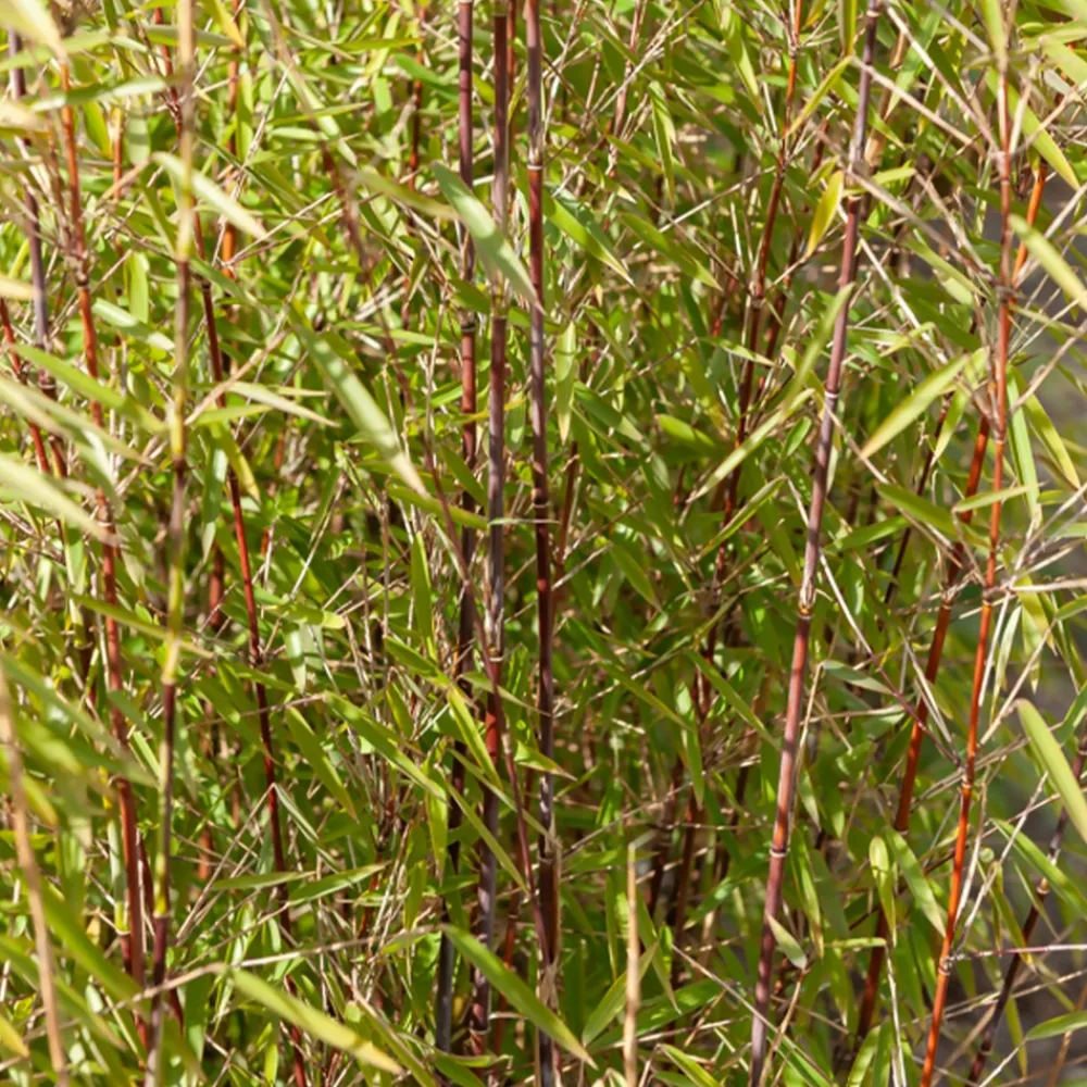 Willemse France Bambous | - Collection de 2 bambous non-traçants - les 2 pots / 1.5l / hauteur livrée environ 40cm