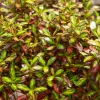 Willemse France Plantes Méditerranéennes | - Coprosma evening glow ® - le pot / ø 9cm