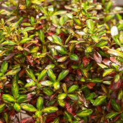Willemse France Plantes Méditerranéennes | - Coprosma evening glow ® - le pot / ø 9cm