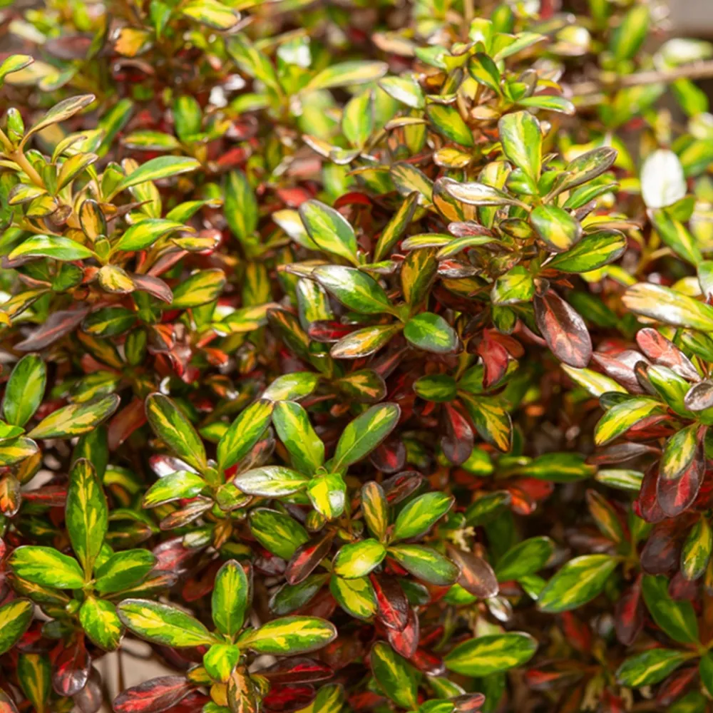 Willemse France Plantes Méditerranéennes | - Coprosma evening glow ® - le pot / ø 9cm