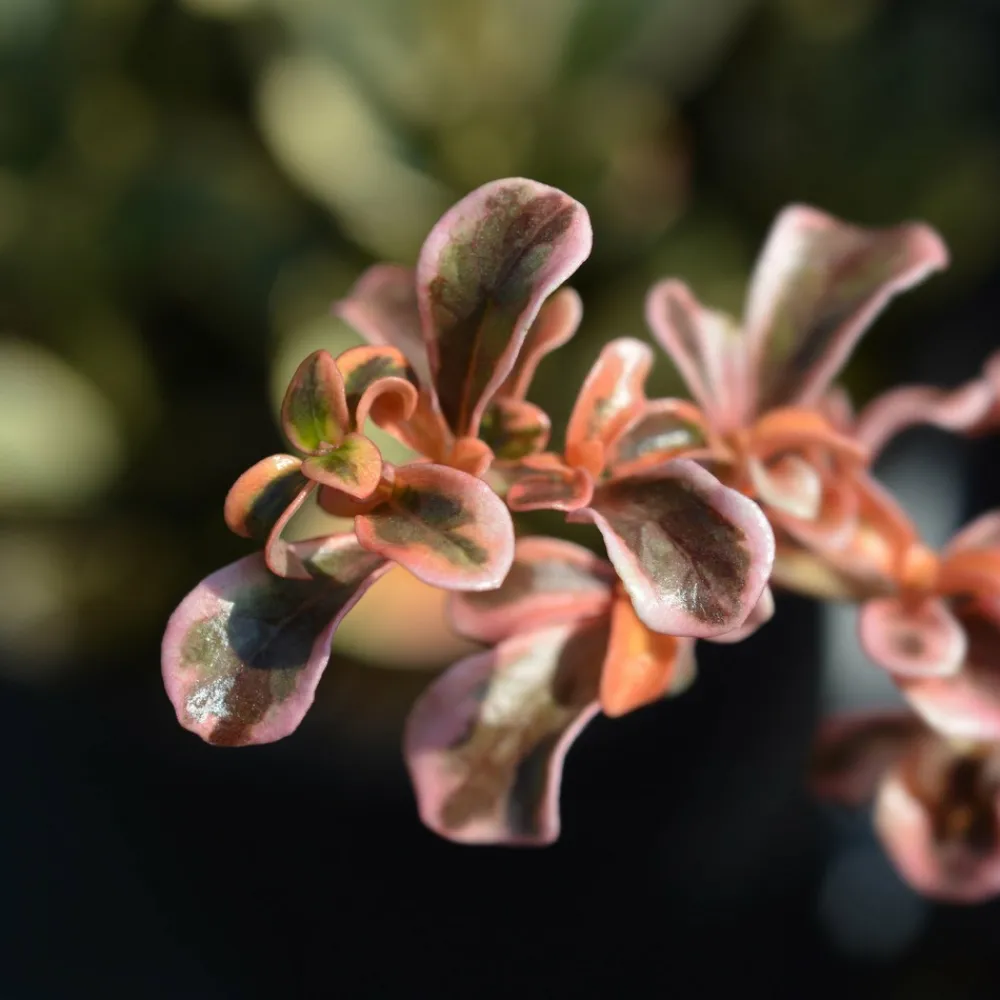 Willemse France Plantes Méditerranéennes | - Coprosma evening glow ® - le pot / ø 9cm