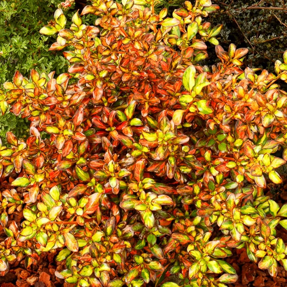 Willemse France Plantes Méditerranéennes | - Coprosma evening glow ® - le pot / ø 9cm