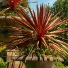 Willemse France Plantes Méditerranéennes | - Cordyline australe red star - le godet / ø 9cm