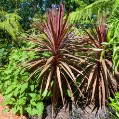 Willemse France Plantes Méditerranéennes | - Cordyline australe red star - le godet / ø 9cm
