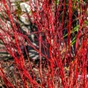 Willemse France Arbres Et Arbustes | - Cornouiller à bois rouge sibirica - le pot / ø 9cm, vendu par lot de 2