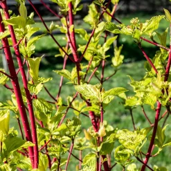Willemse France Arbres Et Arbustes | - Cornouiller à bois rouge sibirica - le pot / ø 9cm, vendu par lot de 2