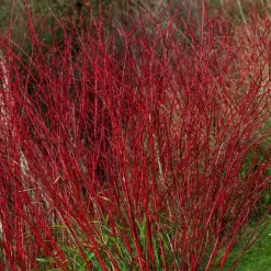 Willemse France Arbres Et Arbustes | - Cornouiller à bois rouge sibirica - le pot / ø 9cm, vendu par lot de 2