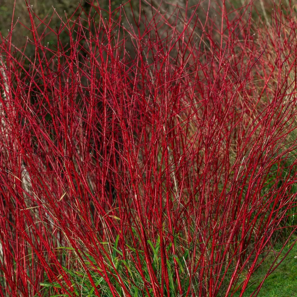 Willemse France Arbres Et Arbustes | - Cornouiller à bois rouge sibirica - le pot / ø 9cm, vendu par lot de 2