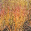 Willemse France - Cornouiller fluo winter flame - le pot / 1.3l / hauteur livrée 20-30cm, vendu par lot de 2 Clearance