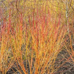 Willemse France - Cornouiller fluo winter flame - le pot / 1.3l / hauteur livrée 20-30cm, vendu par lot de 2 Clearance