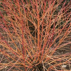 Willemse France - Cornouiller fluo winter flame - le pot / 1.3l / hauteur livrée 20-30cm, vendu par lot de 2 Clearance