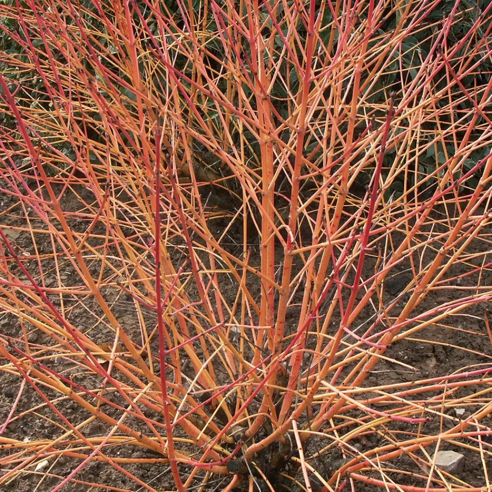 Willemse France - Cornouiller fluo winter flame - le pot / 1.3l / hauteur livrée 20-30cm, vendu par lot de 2 Clearance