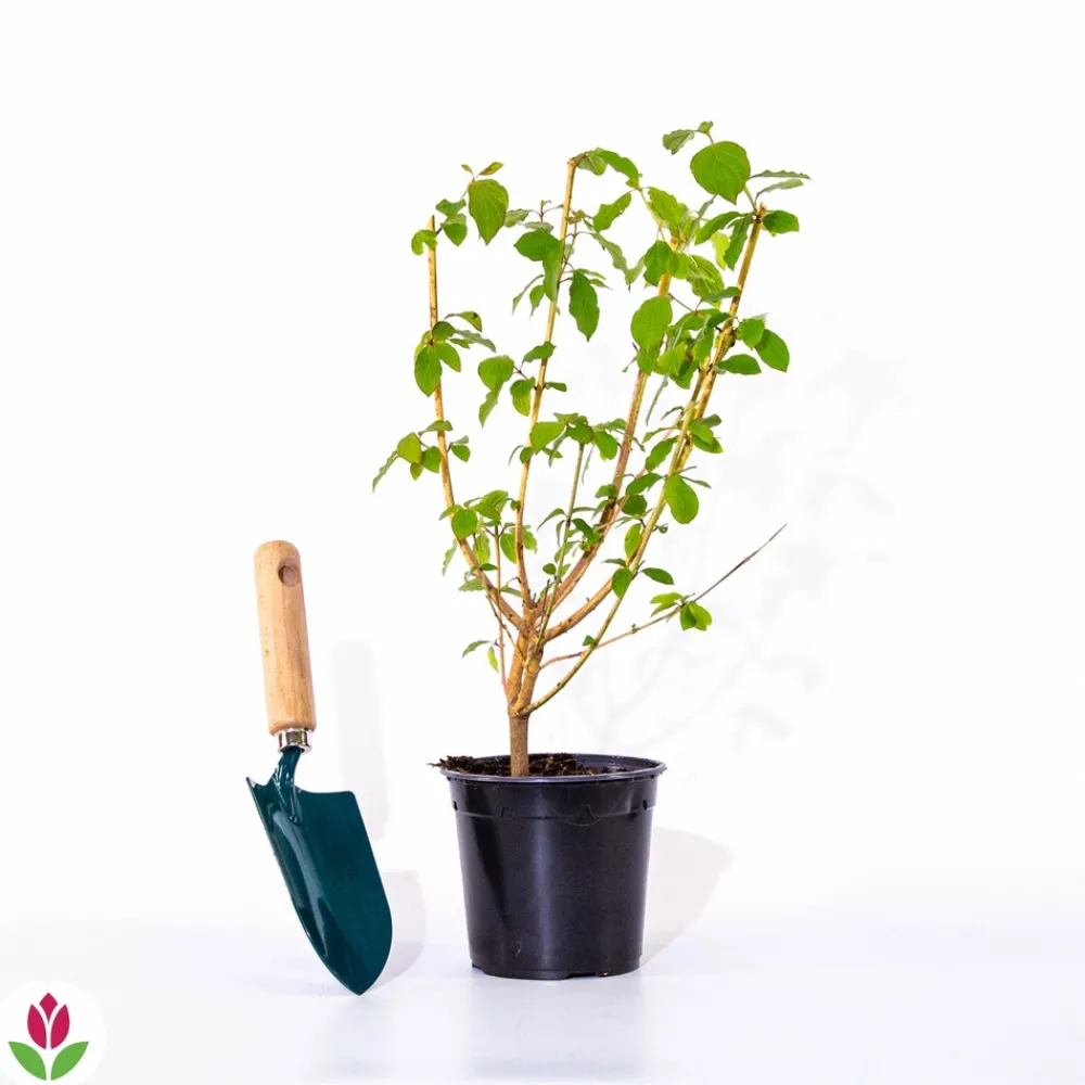 Willemse France - Cornouiller fluo winter flame - le pot / 1.3l / hauteur livrée 20-30cm, vendu par lot de 2 Clearance
