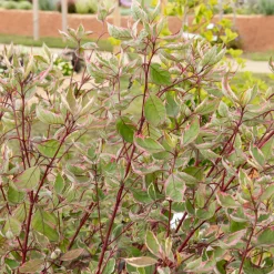 Willemse France - Cornouiller blanc miracle® - le godet / ø 9cm Sale